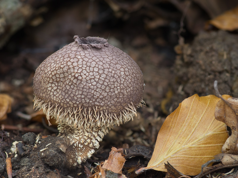 Lycoperdon echinatum